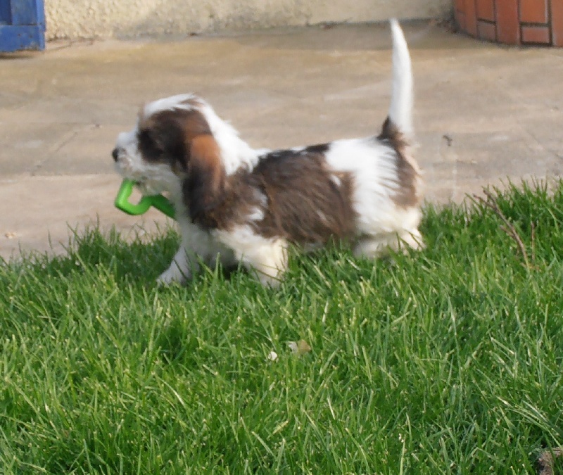 des Bords de L'Anse - Petit Basset griffon vendeen - Portée née le 31/01/2012