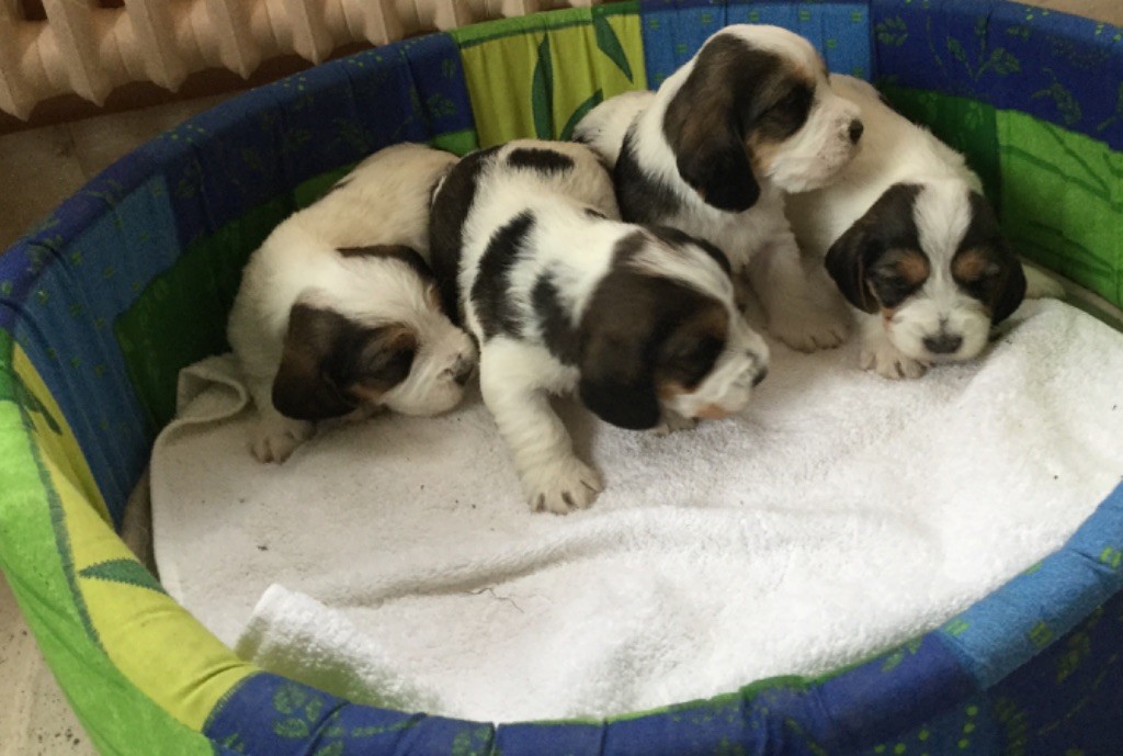Chiot Petit Basset griffon vendeen des Bords de L'Anse